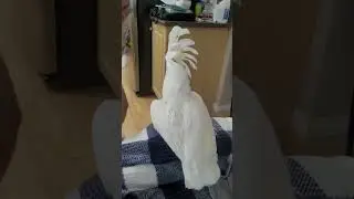 watch the joyful interaction of cockatoo bird and the owner #cockatoos #birds #shortfeeds #shorts_