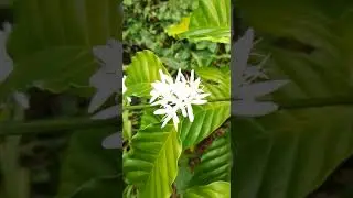 coffee plant flower