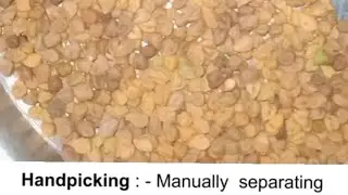handpicking#methodofseparationofsubstance#dailylifeexample#science#experiment