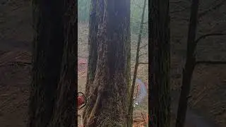 Cut down a 700 year old oak tree #logging #lumberjack