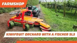 Mowing in a kiwifruit orchard with a Fischer SL3 inter row mower