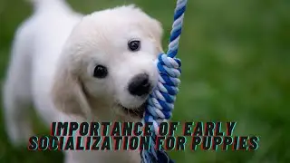 The Importance of Early Socialization for Puppies