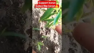 little chili plant#youtubeshorts #shortvideo #puruliagirlsujata #chili #lonkar gach 🌱