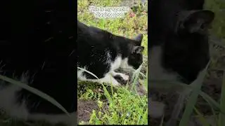 Secrets of the Earth: A Cat's Inner Dialogues #catshorts #catsfunny #cats #shorts