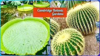 A walk through  Cambridge Botanic Gardens/Exploring Cambridge botanic gardens /peaceful & relaxing🪴