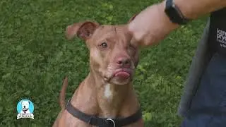 Positive Dog Training at Pittie Posse Rescue