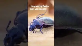 Macro Bugs: Spring frost kills beetle, a reminder that life is short