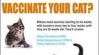 common cat diseases