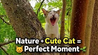 Kittens playing and meowing ll cute baby cats meowing ll kitten sound #catvideos #cat #pets #funny