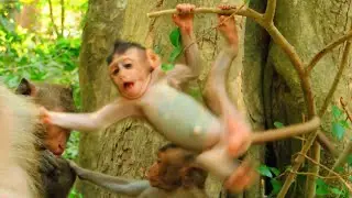 An adorable baby monkey likes swing on the tree. @monkeynaturekh