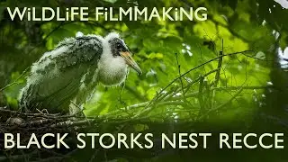 Black Storks Nest Recce : Scouting the perfect location to film & photograph the Black Storks