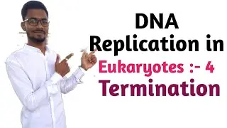 DNA replication in Eukaryotes 4 | Replication termination and telomerase