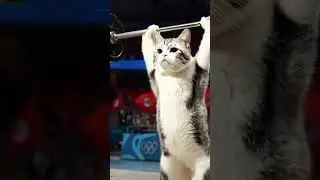 cat weight lifting 💪💪💪