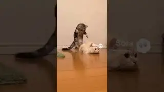 My Calculations Were Perfect The Floor Was Not #cats #cat #cutecats #funnycats #catshorts #catlife