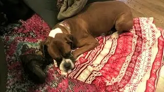 POOR BRONX IS SICK!