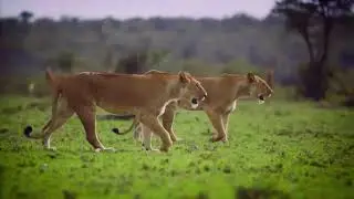 1. Lion Economies | Animal Economics