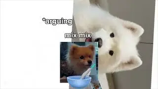 stop arguing kookie and wooyoo:(#food #pomeranian #samoyed #dogs #spoileddog ￼