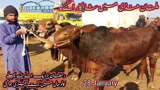 Majestic Cows in Multan Mandi  Ramadan 28 January 2026