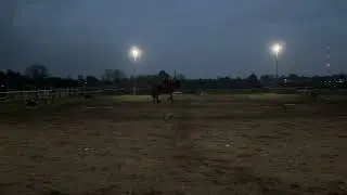 Eriders - Prancing with Poles Level 1a Jan 2026 