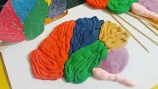 CÉREBRO  de Massinha - STEAM PROJECT Biologia e Artes