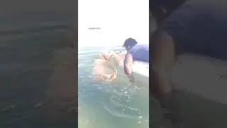Harry playing in sea❤️ #goldenretriever #shortvideo #dog #swimming #views