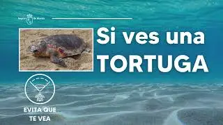TERRITORIO TORTUGA 2025