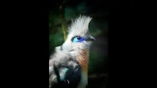 Learn Interesting Facts about The Cuckoo that Nobody Knows