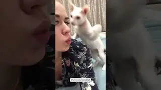 Funny cat video funny animals videos pets funny #funnycat #funnyanimals #cutecat #cats #funnypets