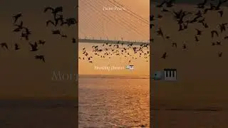 Morning chorus 🐦🎹 Birds or water sounds? #pianopeace #morningcalm