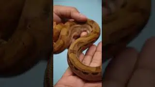Hypo Motley Blood Boa