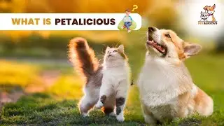 What is Petalicious | Funniest Cats And Dogs Videos | #pets #yourcat #youtube #catlover #viral
