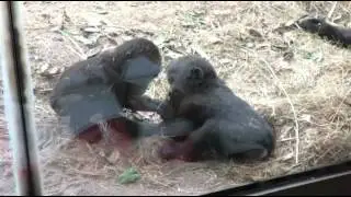 Baby Gorillas 2015