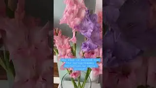 spring/summer flower collection  #shorts #flowers #colors #nature