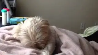 Boomer having a snack