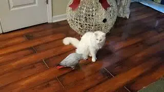 African Grey parrot Nikki wants to kiss the Turkish Angora cat and Maggie May :-)