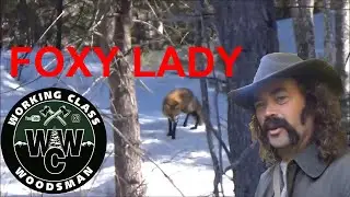 Red Fox (Male) visits a Grey Fox's (Female) Den