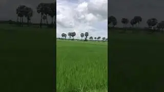 Beautiful rice field for relaxing, Amazing view #rice #field #shirt #shortvideo #ricefield #love