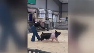 Texas pig 'Big T' trending after viral runway walk