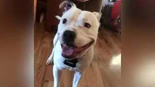 The CUTEST puppy doing his July Bark Box Review!