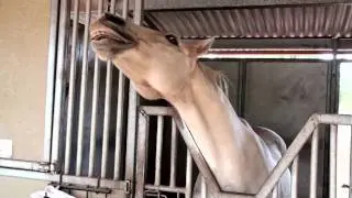 TRICK HORSE