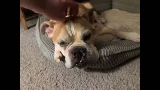 Petting Spencer the Bulldog (RIP) 9/7/2025