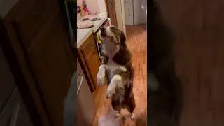Border collie walking