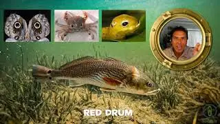 Red Drum Fish Facts