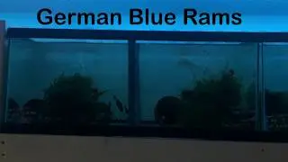 How to: Breed German Blue Rams