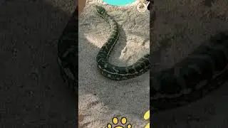 Animal Sounds: Snake #shorts #animalsounds #funnyanimals #animals #117 | LOVE ANIMALS DAILY