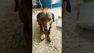 Dog Helps Sick Mom Make Tea 💜