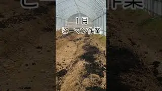 1月ピーマン作業は土作りです#ピーマン社長
