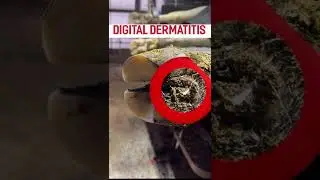 Sole Bruising and Digital Dermatitis on a Cow&rsquo;s Hoof 🐄