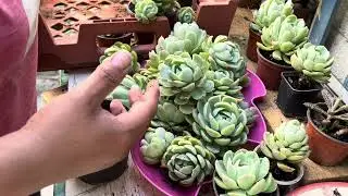 Vamos a recuperar mis elegans !!🌵🫶🏻
