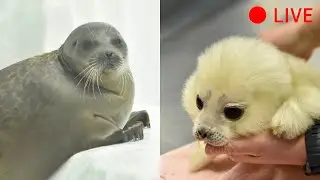 【海遊館】2022年4月1日　ワモンアザラシ・ミゾレ1歳記念LIVE